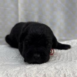 Diesel - Black brindle male Cane Corso puppy in Utah from 3Lake Kennelz