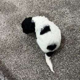 Aussiedoodle and Poodle Puppies from Covington Acres