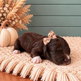 Naomi - Chocolate female Goldendoodle puppy in Charlotte, North Carolina from Hopeful Heart Doodles