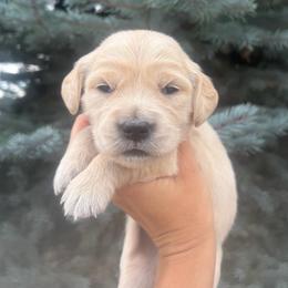 Turquoise Collar Girl 2 - Golden female Golden Retriever puppy in Salt Lake City, Utah from Deseret Peak Goldens