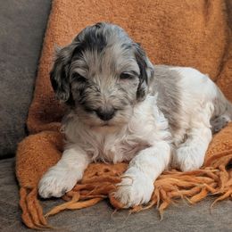 Mary Ann - Merle female Labradoodle puppy in Somerset, California from Annie’s Animals