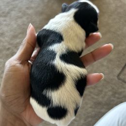 Boy 3 - Black and white male Shih Tzu puppy in Fayetteville, North Carolina from Sherrie’s Pups