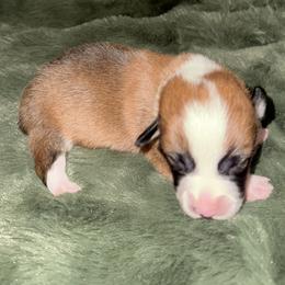 Valentine - Red male Pembroke Welsh Corgi puppy in Derby, Iowa from Newton Hay & Cattle