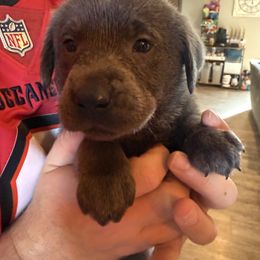 Charcoal Female- Light Purple - Charcoal female Dilute Retriever puppy in Marion, Illinois from Summer Lovin’ Labradors of Southern Illinois