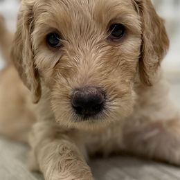 Goldendoodle Puppies from Daisy's Doodles Miami