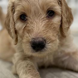 Goldendoodle Puppies from Daisy's Doodles Miami