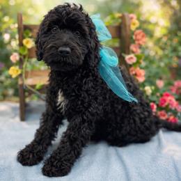 Simon - Black and white male Springerdoodle puppy in Lisbon, Ohio from Willow Lane Doodles
