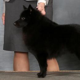 Seger - Schipperke