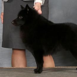 Seger - Schipperke