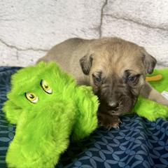 Gator - Yellow male Black Mouth Cur puppy in Warsaw, Missouri from Heritage Cow Dogs