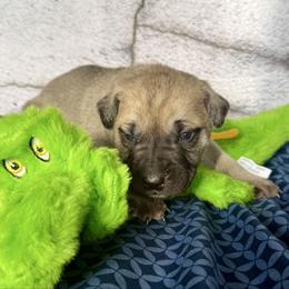 Gator - Yellow male Black Mouth Cur puppy in Warsaw, Missouri from Heritage Cow Dogs