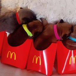 French Bulldogs from JSM Industries LLC DBA French Kisses of Texas