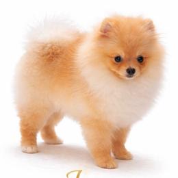 Jazz - Pomeranian