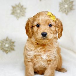 Cavalier King Charles Spaniel and Cavapoo Puppies from Red Skye Cavaliers and Cavapoos