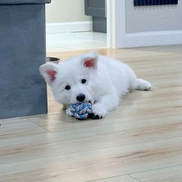 Berger Blanc Suisse Puppies from Moonlight Berger Blanc Suisses