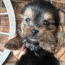 Boy 2 - Black and tan male Yorkshire Terrier puppy in Basile, Louisiana from The Lazy 3 Ranch