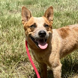 Beefalo - Australian Cattle Dog