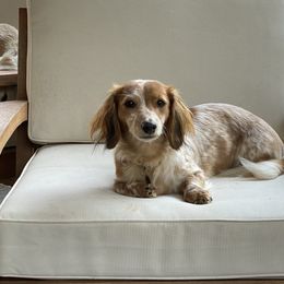 Lucy Belle - Dachshund