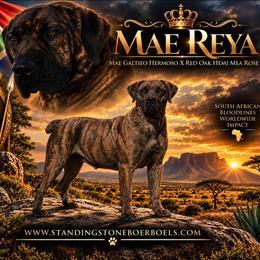 Reya - Boerboel