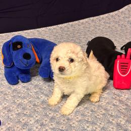 Maggi-yellow collar - White female Bichon Frise puppy in East Carondelet, (St Louis Metropolitan Area), Illinois from BichonSTL