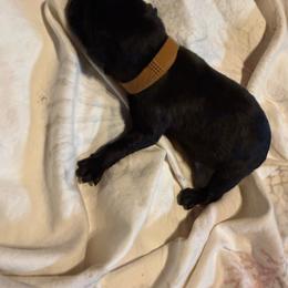 Rougaroo - Black brindle male Dutch Shepherd puppy in Saint Amant, Louisiana from Mercy Kennels