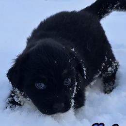Bullet - Black tri-color male Australian Shepherd puppy in Albion, Michigan from Northern Lights Aussies (NL Aussies)