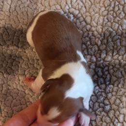 Girl 3 - Piebald female Dachshund puppy in Springdale, Washington from TNT MINI DACHSHUNDS