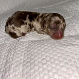 Autumn's Male 1 - Chocolate and tan male Dachshund puppy in Rattan, Oklahoma from Burgett’s Barnyard Dachshunds