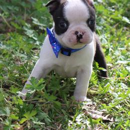 Ace - Brindle and white male Boston Terrier puppy in Brooksville, Florida from I Love Pups