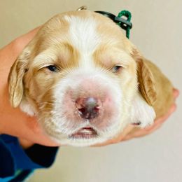 Cocker Spaniel Puppies from Cocker Spaniels
