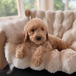 Elephant ear - Apricot female Goldendoodle puppy in North Royalton, Ohio from Johnson's Doodles