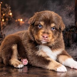 Mars - Red tri-color male Australian Shepherd puppy in Fultonville, New York from Sandy Aussies, Mini Dachshunds & Pomeranians