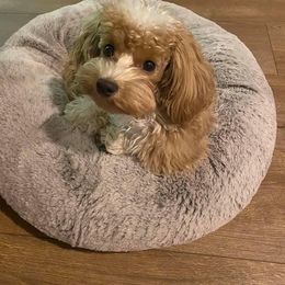 Maltipoo All Grown Up from Edna Keim