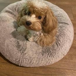 Maltipoo All Grown Up from Edna Keim