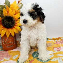 Stripe - Tri-color male Bernedoodle puppy in Granton, Wisconsin from Rose River Farms