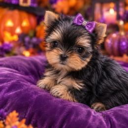 Sabrina - Black and tan female Yorkshire Terrier puppy in Parma Heights, Ohio from ANGELHEARTS YORKIES and yorkie darlings