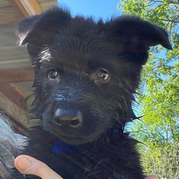 Dk. Blue Collar (Black) - Black male German Shepherd puppy in Kansas, Ottawa, Kansas from Import German Shepherds of Kansas