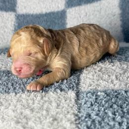 Pink Collar Girl - Apricot female Goldendoodle puppy in Litchfield, Connecticut from Gracie Doodles CT