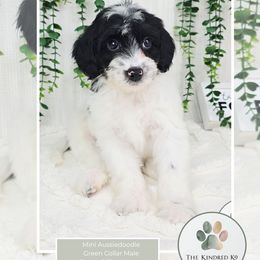 Green Collar Male - Black tri-color male Aussiedoodle puppy in Grand Rapids, Michigan from The Kindred K9