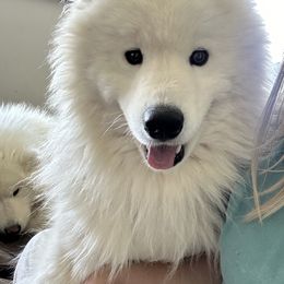 Samoyed All Grown Up from Marissa Wheeler