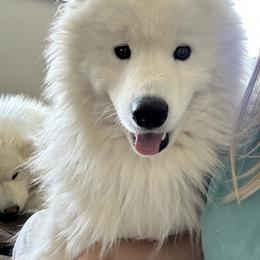 Samoyed All Grown Up from Marissa Wheeler
