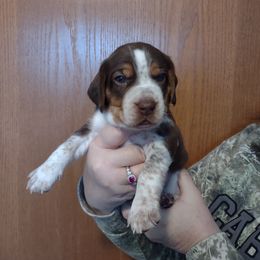 Boy 2 - Beagle puppy in Rhinelander, Wisconsin from Norling's Great Northern Beagles