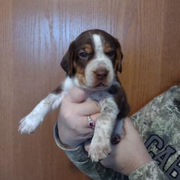 Boy 2 - Beagle puppy in Rhinelander, Wisconsin from Norling's Great Northern Beagles