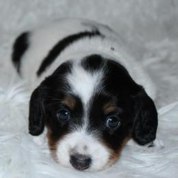 Piebald girl - Piebald female Dachshund puppy in Lily, Kentucky from Little Acres Miniature Dachshunds