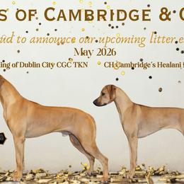 Rhodesian Ridgeback Puppies from Oxford Ridgebacks
