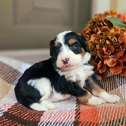 Cedar - Tri-color male Bernedoodle puppy in Russell Springs, Kentucky from 270 Doodles
