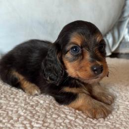 Pascal - Black and tan male Dachshund puppy in Gladewater, Texas from Devoted Dachshunds