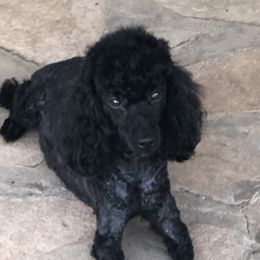 Abbie - Poodle
