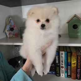 Purple collar girl - Cream female Pomeranian puppy in Lake City, Florida from Tiny Treasures