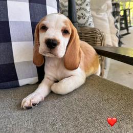 Baby boy 1 - Red and white male Beagle puppy in Monticello, Georgia from Beaglelove